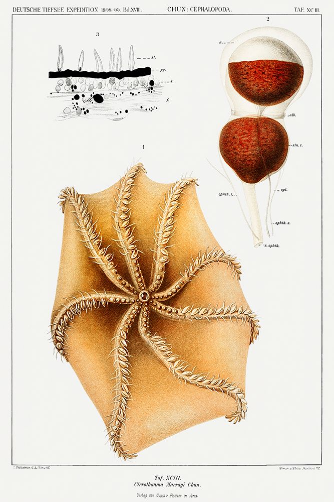Cirrate octopus illustration II art print by Carl Chun for $57.95 CAD