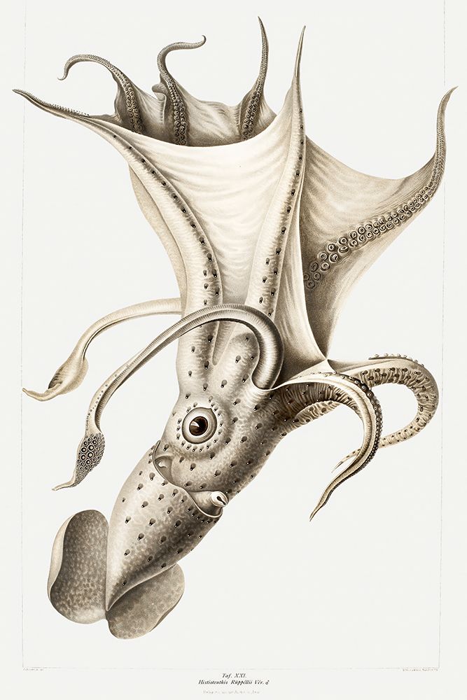 Histioteuthis ruppellii, cockeyed squid illustration art print by Carl Chun for $57.95 CAD