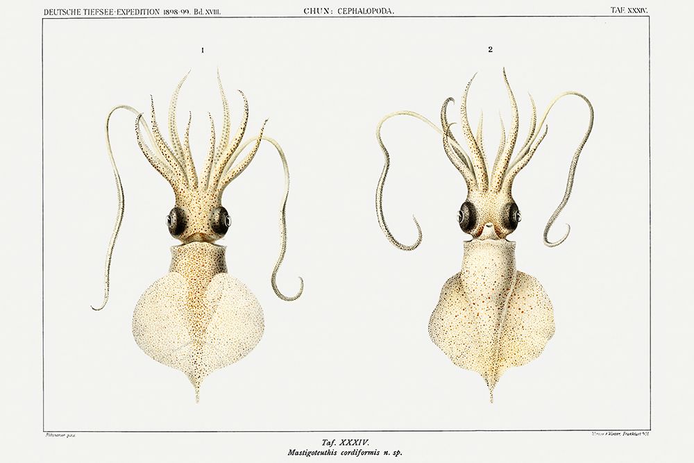 Love heart squid, a whiplash squid illustration art print by Carl Chun for $57.95 CAD