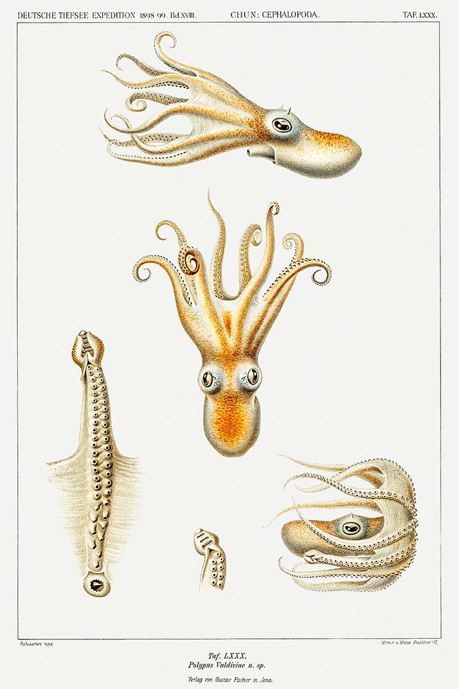 Marine life Bathypolypus octopus illustration art print by Carl Chun for $57.95 CAD