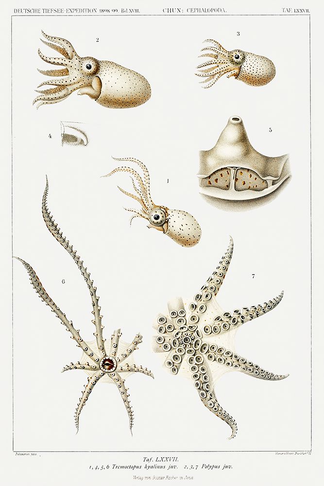 Octopus varieties set illustration art print by Carl Chun for $57.95 CAD