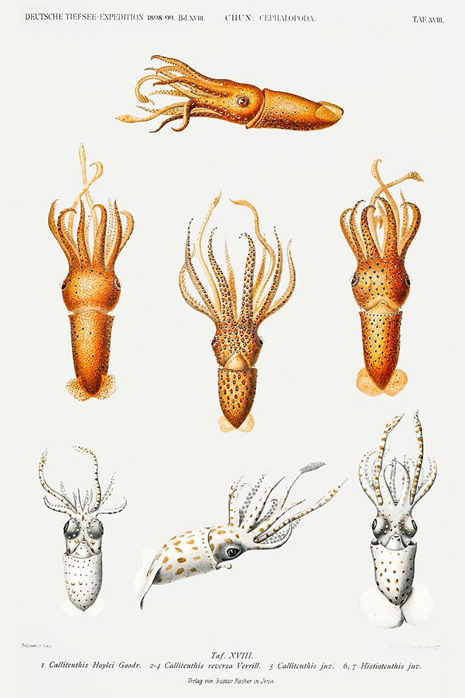 Squid varieties set illustration art print by Carl Chun for $57.95 CAD