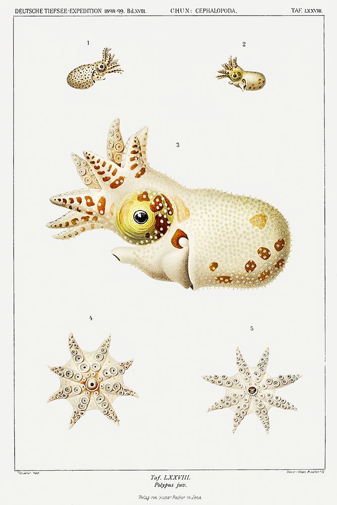 Strange marine life illustration art print by Carl Chun for $57.95 CAD