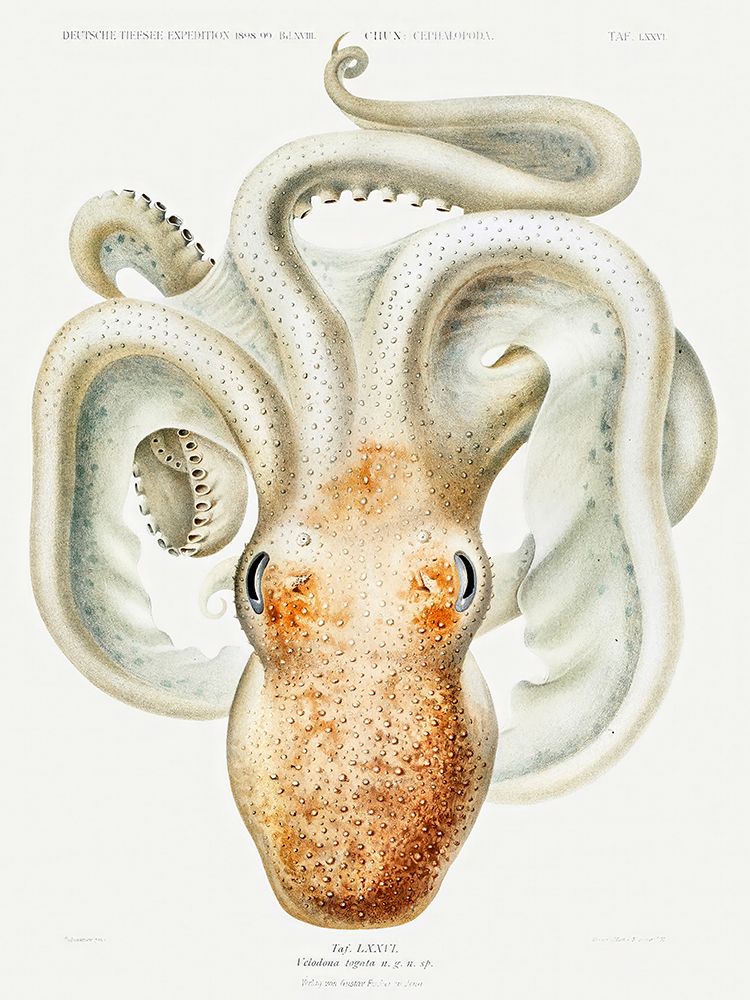 Velodona octopus illustration I art print by Carl Chun for $57.95 CAD