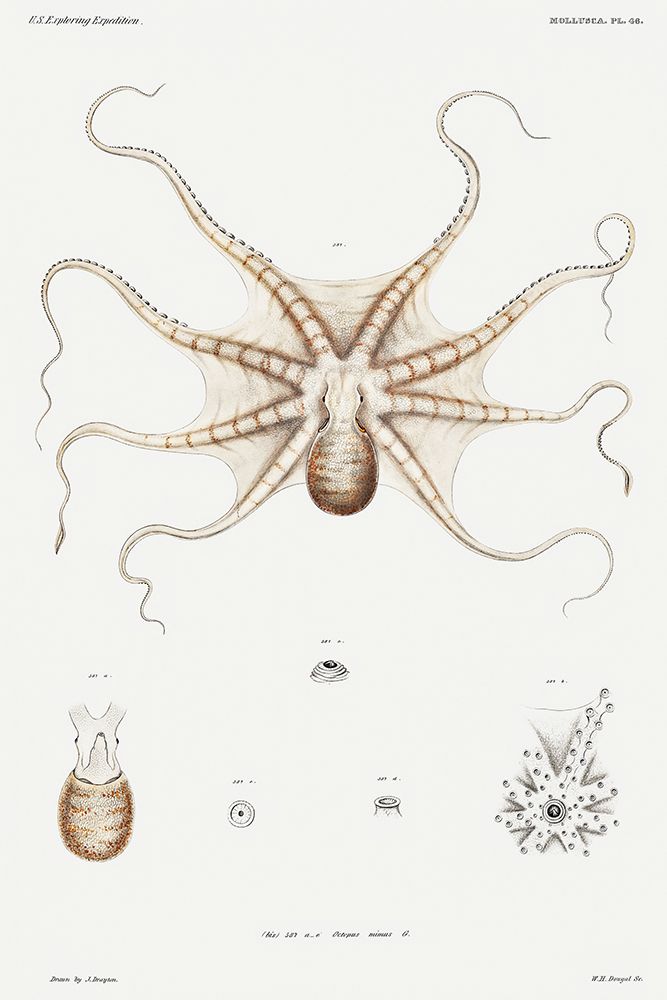Octopus mimus, a gould octopus illustration art print by Augustus Addison Gould for $57.95 CAD