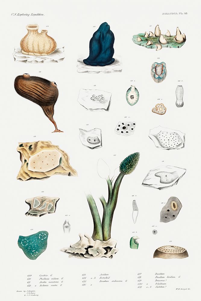 Sea squirt varieties set illustration art print by Augustus Addison Gould for $57.95 CAD