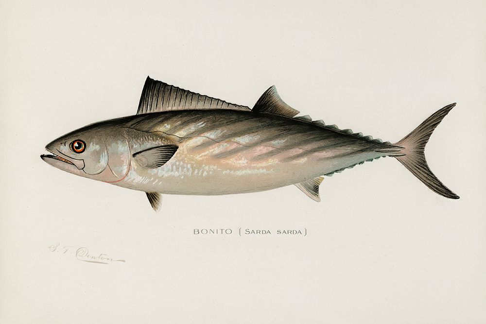 Bonito, Sarda Sarda art print by Sherman F. Denton for $57.95 CAD