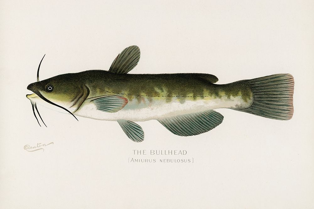 Bullhead, Amiurus Nebulosus art print by Sherman F. Denton for $57.95 CAD