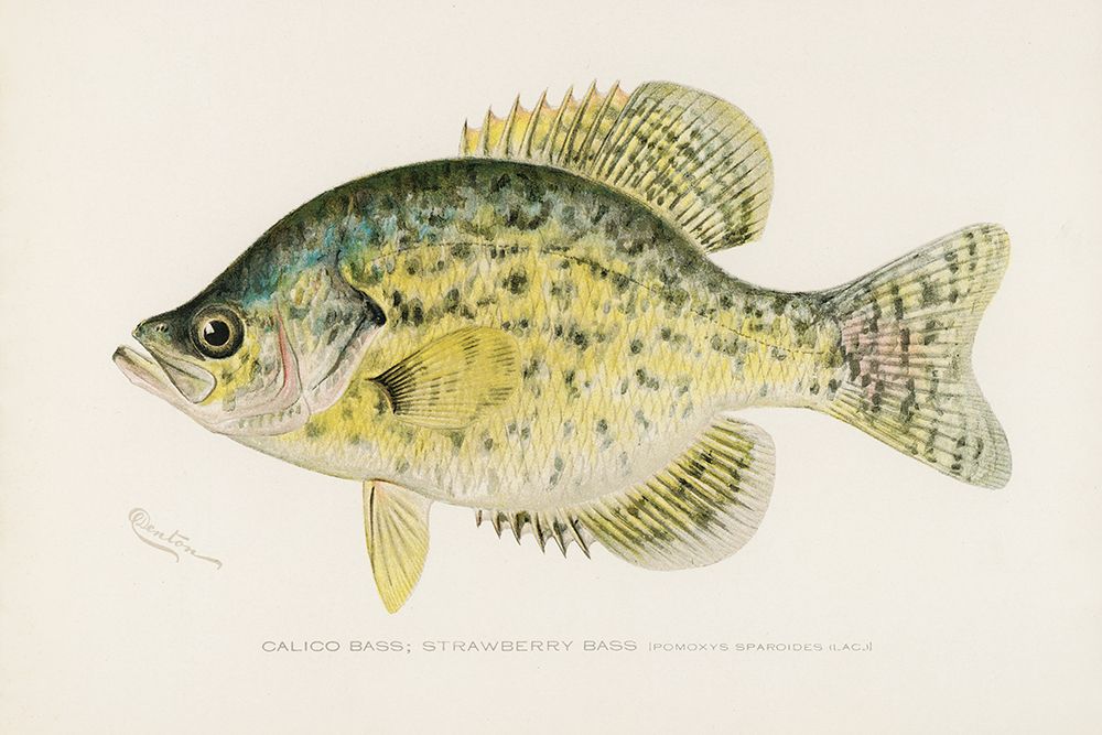Calico Bass, Strawberry Bass, Pomoxys Sparoider LAC art print by Sherman F. Denton for $57.95 CAD