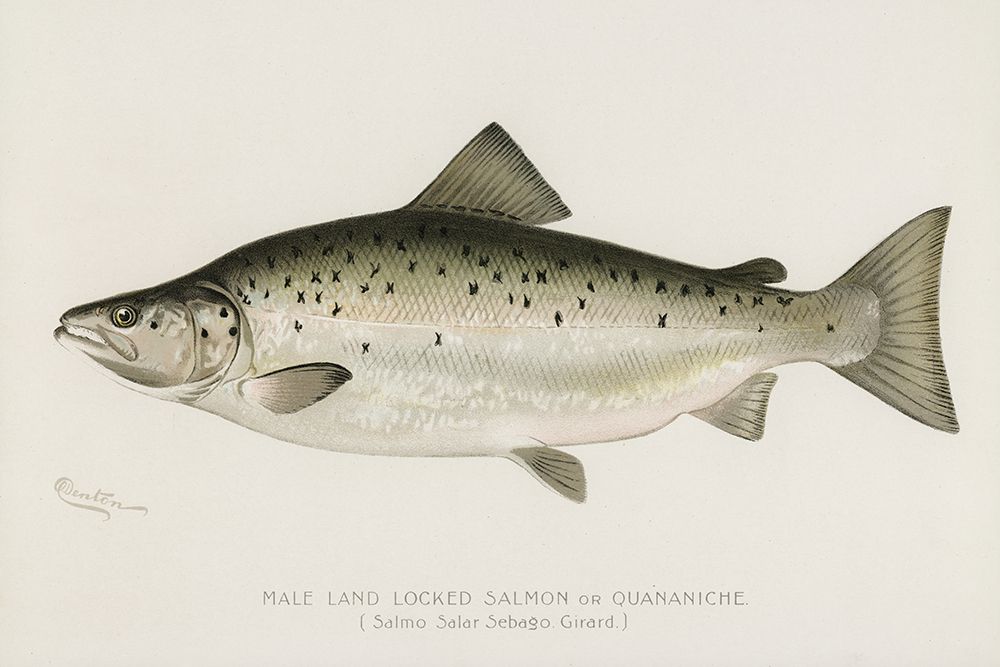 Male Land Locked Salmon,  Quananiche, Salmo Salar Sebaqo Girard art print by Sherman F. Denton for $57.95 CAD