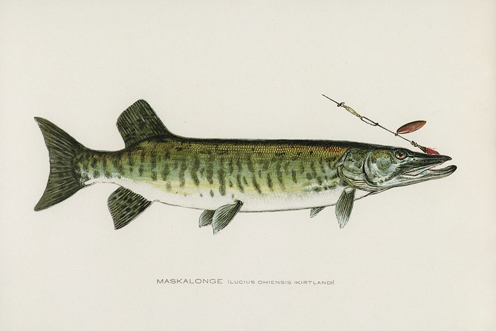 Maskalonge, Lucius Ohiensis, Kirtland art print by Sherman F. Denton for $57.95 CAD