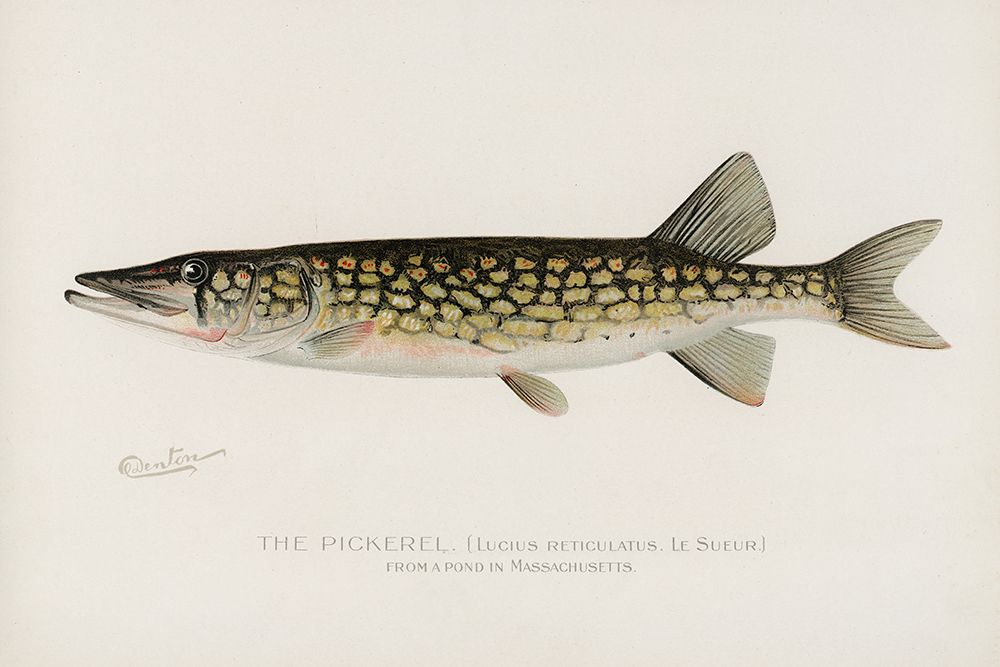 Pickerel, Lucius Reticulatus. Le Sueur from a pond in Massachusetts art print by Sherman F. Denton for $57.95 CAD