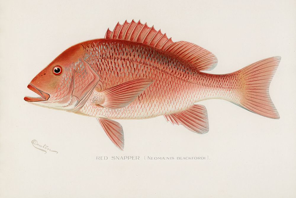 Red Snapper, Neomaenis Blackford art print by Sherman F. Denton for $57.95 CAD