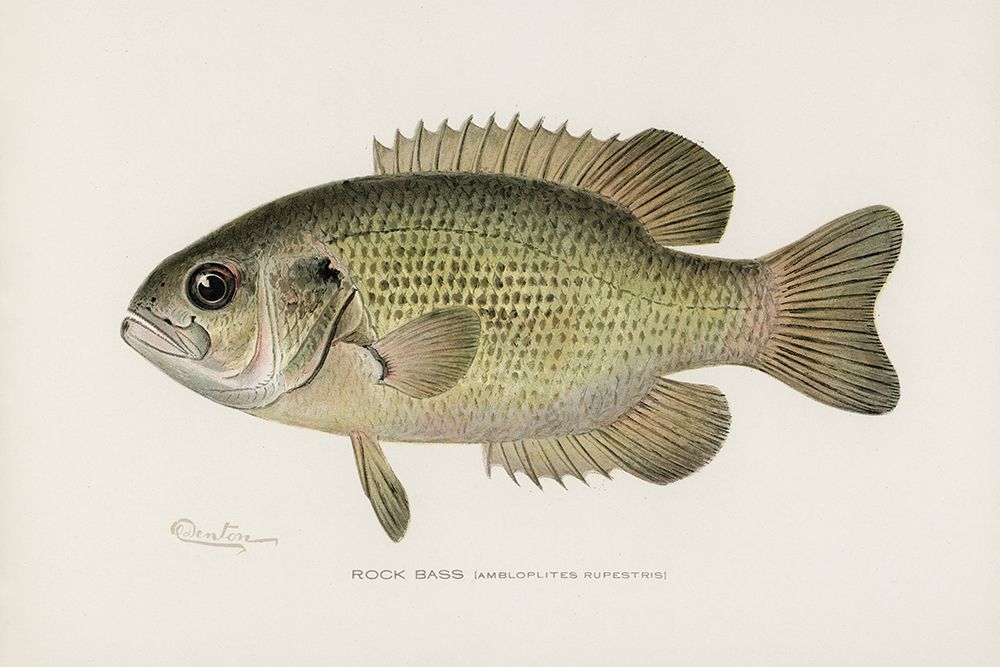 Rock Bass, Ambloplites Rupestris art print by Sherman F. Denton for $57.95 CAD