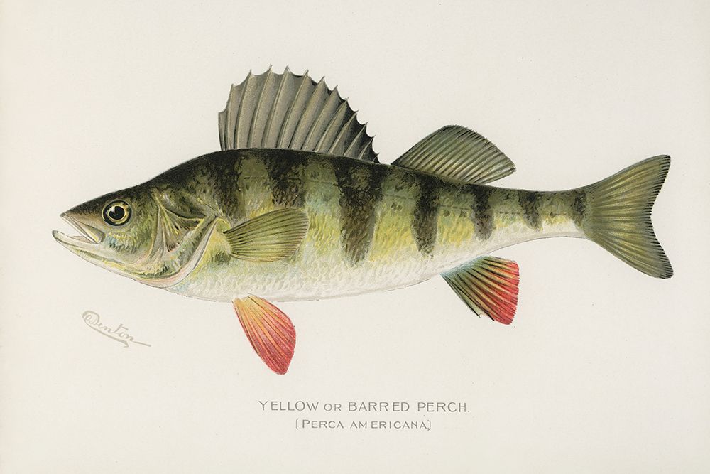 Yellow or Barred Perch, Perca Americana art print by Sherman F. Denton for $57.95 CAD