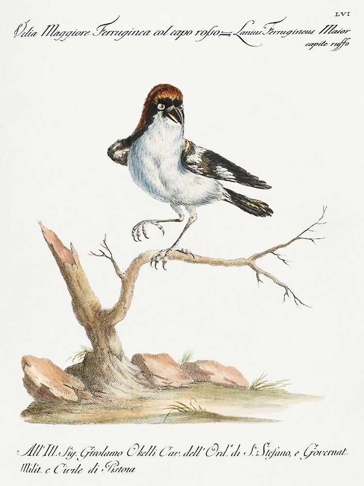 Lanius, Lanius Ferrugineus Maior Capite Ruffo art print by Saverio Manetti for $57.95 CAD