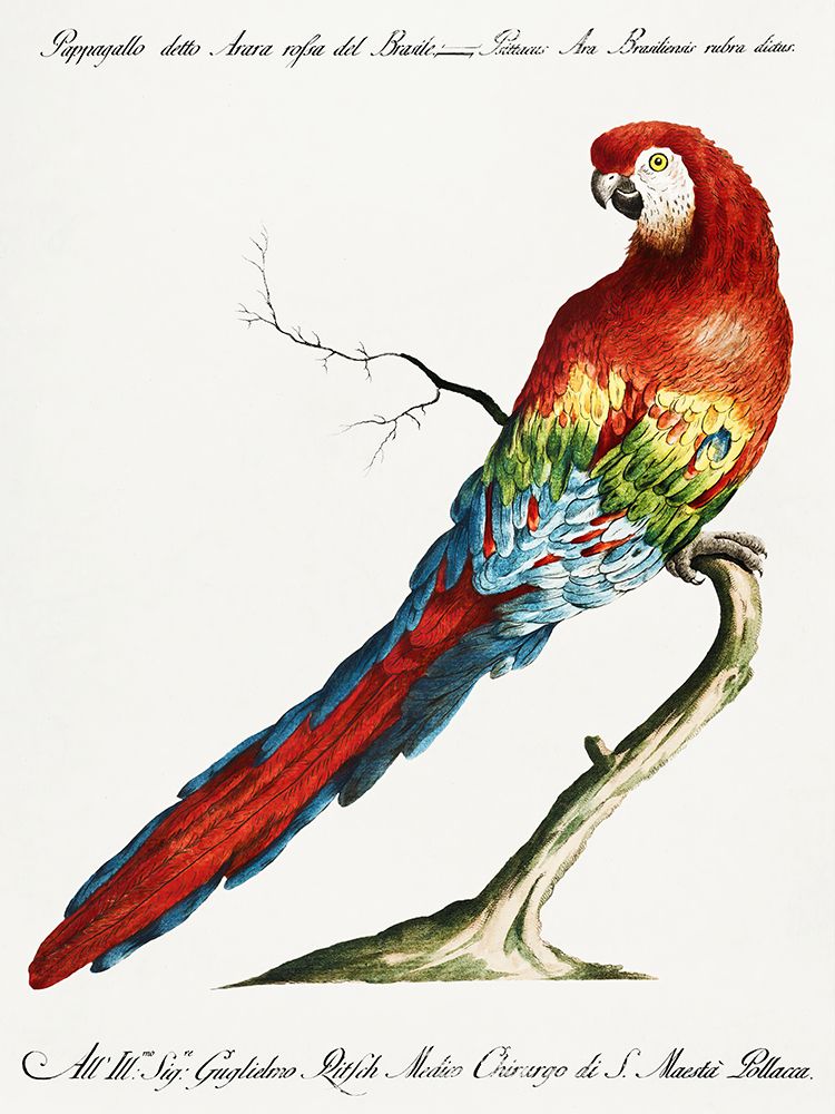 Macaw, Pappagallo detto arara rossa del Brasile art print by Saverio Manetti for $57.95 CAD