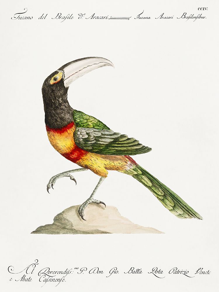 Toucan, Tucana Aracari Brasilensibus art print by Saverio Manetti for $57.95 CAD