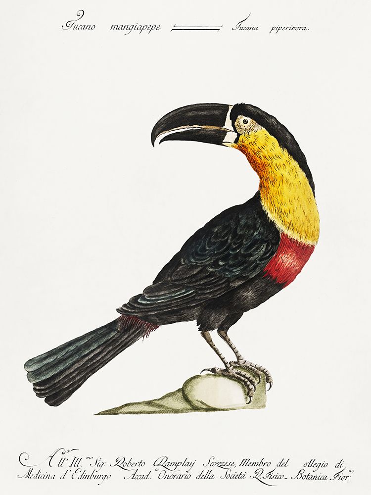 Mangiapepe Toucan, Tucana Piperivora art print by Saverio Manetti for $57.95 CAD