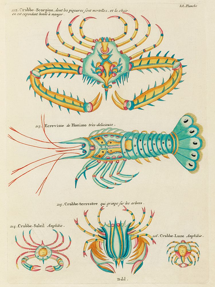 Illustrations of crab and lobster found in the Indian and Pacific Oceans art print by Louis Renard for $57.95 CAD
