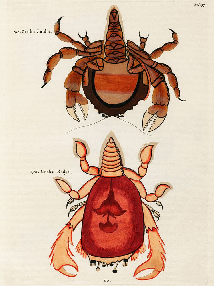 Illustrations of crabs found in Moluccas Indonesia and the East Indies art print by Louis Renard for $57.95 CAD