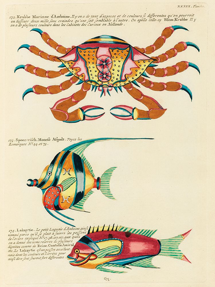 Illustrations of fishes and crab found in the Indian and Pacific Oceans 1 art print by Louis Renard for $57.95 CAD