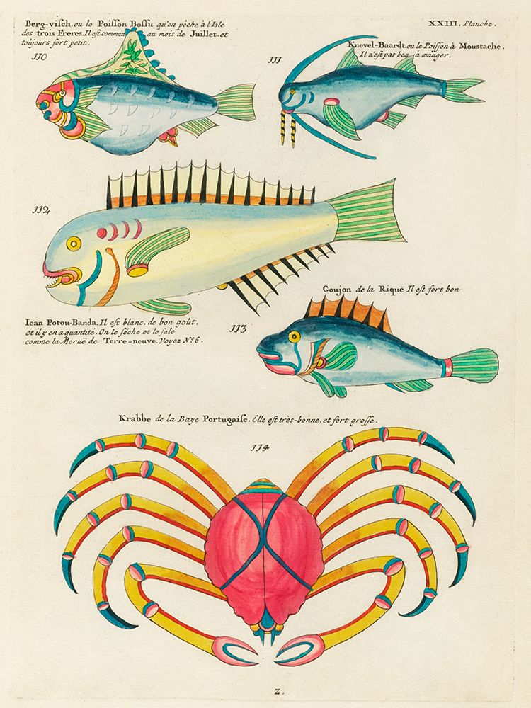 Illustrations of fishes and crab found in the Indian and Pacific Oceans 2 art print by Louis Renard for $57.95 CAD
