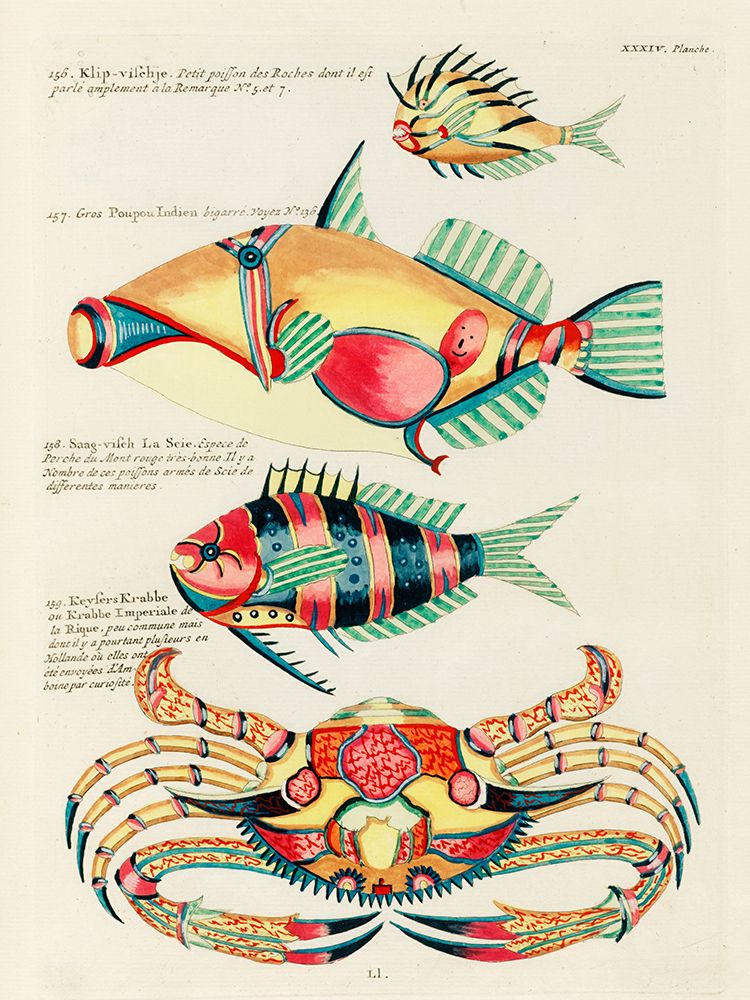 Illustrations of fishes and crab found in the Indian and Pacific Oceans 3 art print by Louis Renard for $57.95 CAD