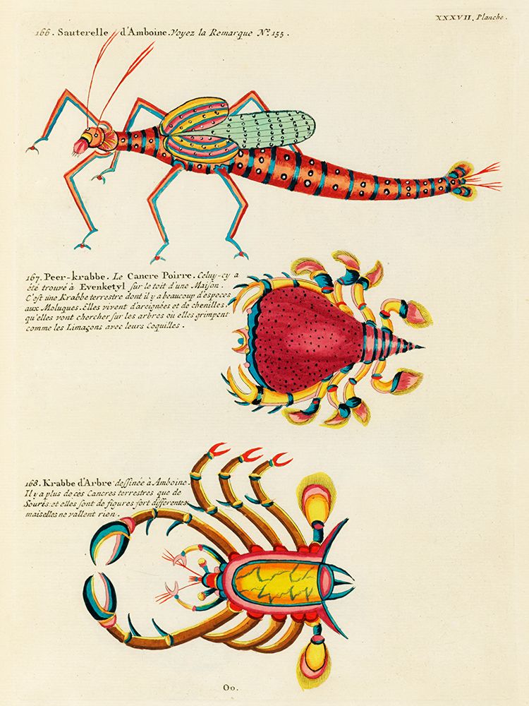 Illustrations of fishes and crabs found in Moluccas Indonesia and the East Indies art print by Louis Renard for $57.95 CAD