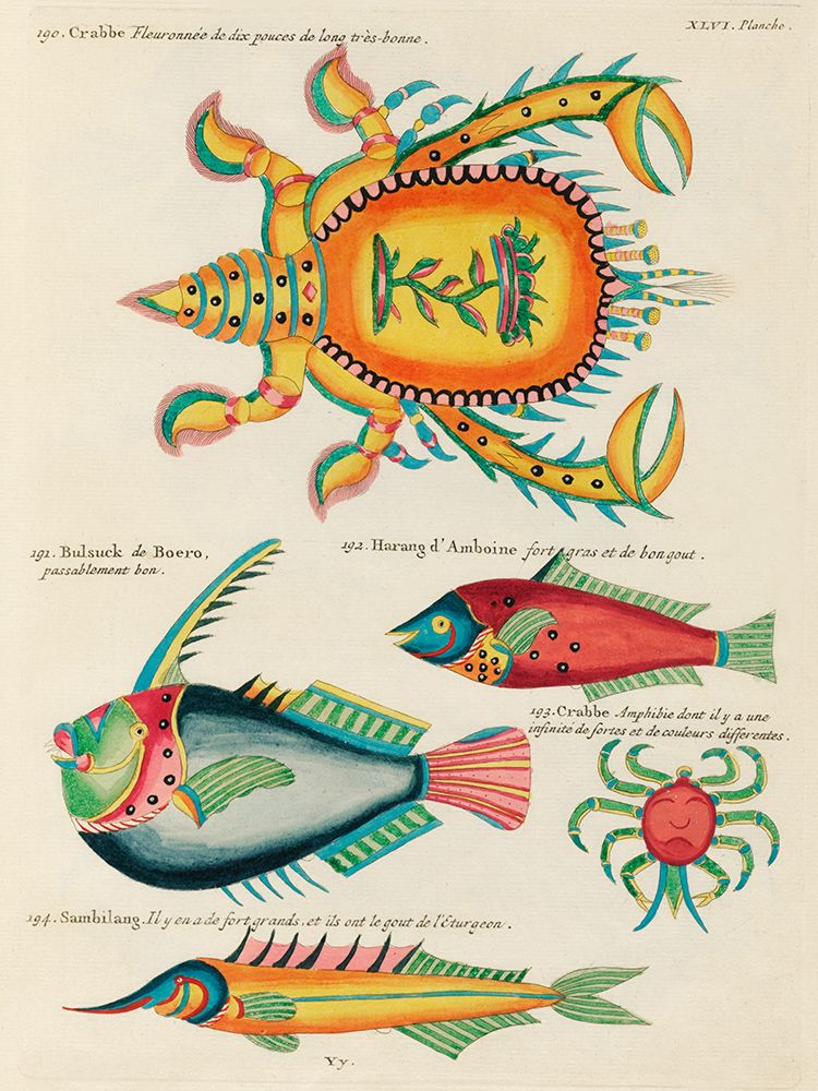 Illustrations of fishes and crabs found in the Indian and Pacific Oceans art print by Louis Renard for $57.95 CAD
