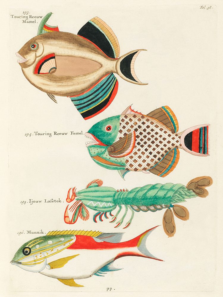 Illustrations of fishes and lobster found in Moluccas Indonesia and the East Indies art print by Louis Renard for $57.95 CAD