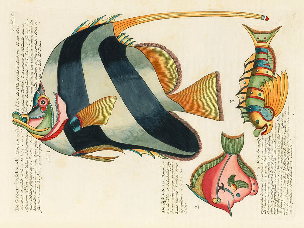 Illustrations of fishes found in Moluccas Indonesia and the East Indies 2 art print by Louis Renard for $57.95 CAD