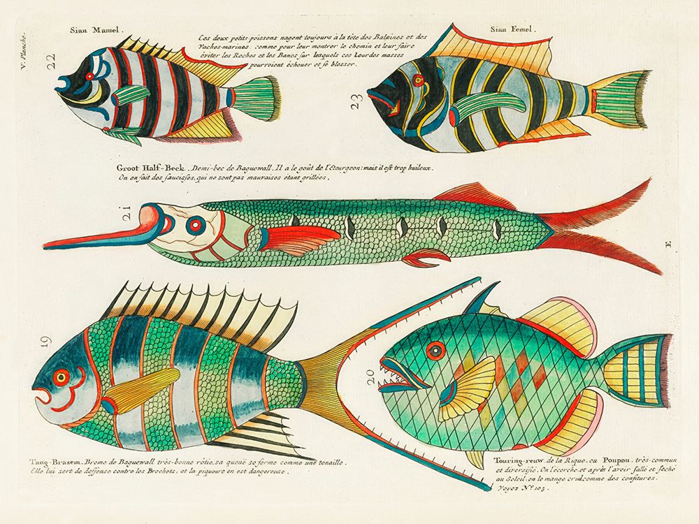 Illustrations of fishes found in Moluccas Indonesia and the East Indies 3 art print by Louis Renard for $57.95 CAD