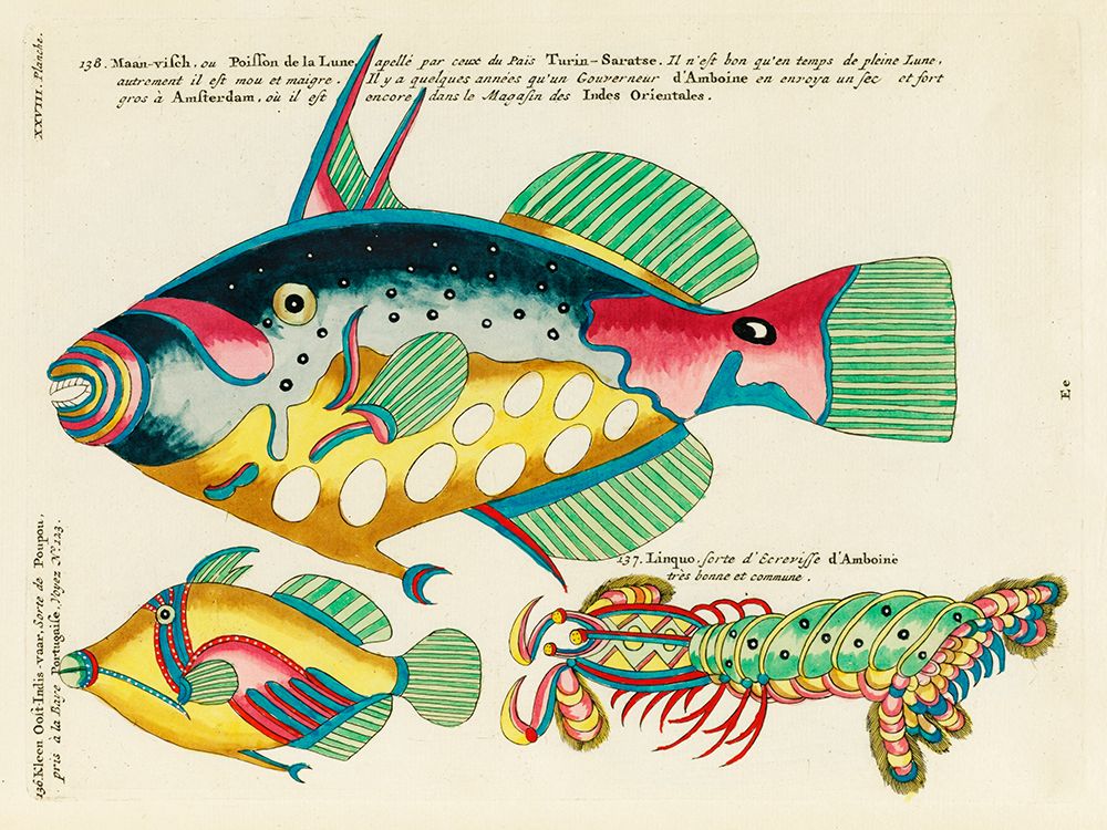Illustrations of fishes found in Moluccas Indonesia and the East Indies 4 art print by Louis Renard for $57.95 CAD