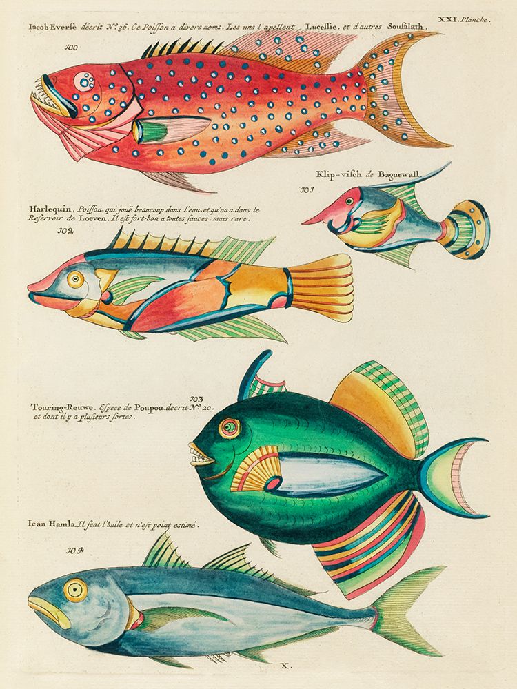Illustrations of fishes found in Moluccas Indonesia and the East Indies 5 art print by Louis Renard for $57.95 CAD