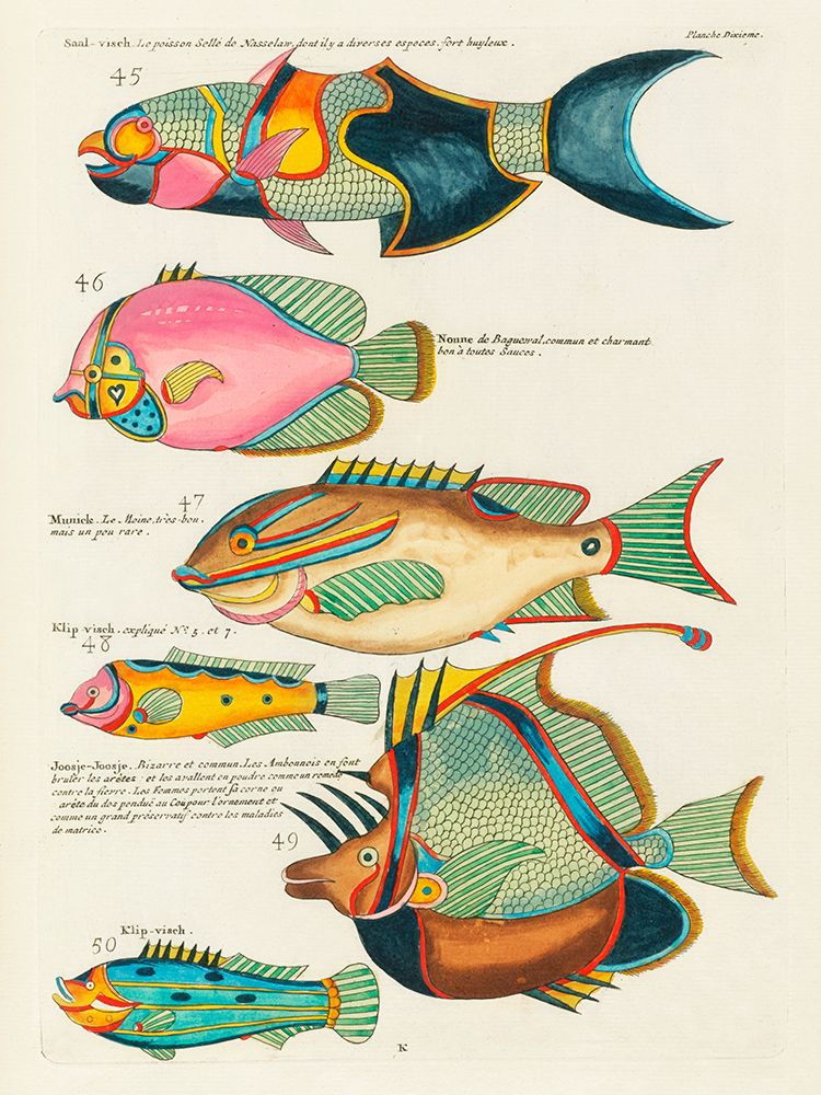 Illustrations of fishes found in Moluccas Indonesia and the East Indies 6 art print by Louis Renard for $57.95 CAD