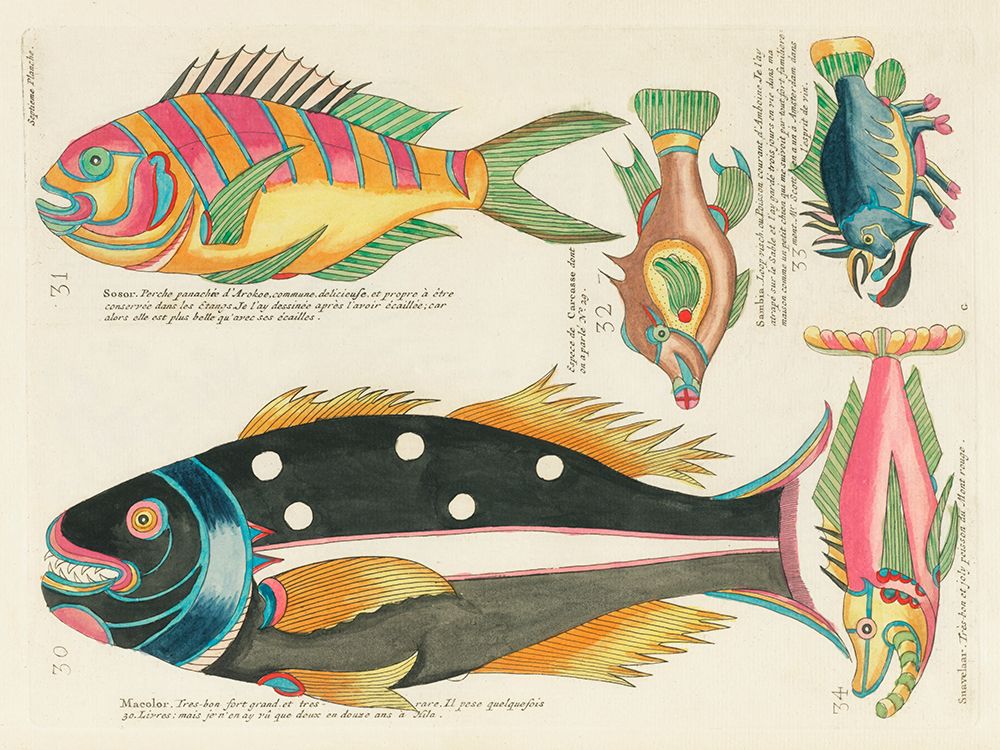Illustrations of fishes found in Moluccas Indonesia and the East Indies 8 art print by Louis Renard for $57.95 CAD