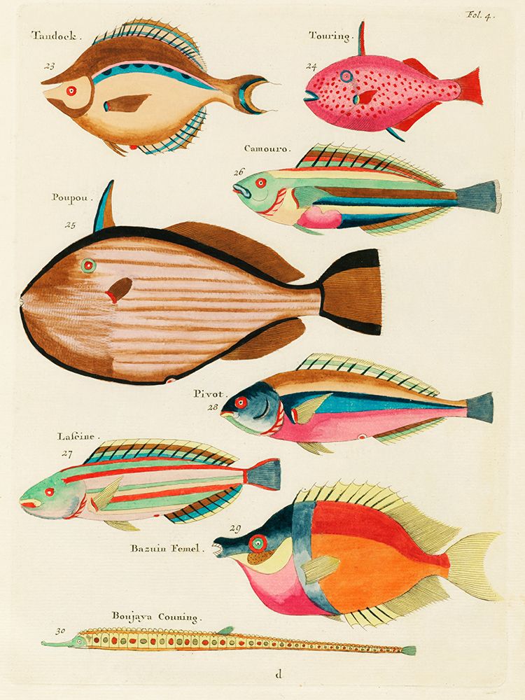 Illustrations of fishes found in Moluccas Indonesia and the East Indies 11 art print by Louis Renard for $57.95 CAD
