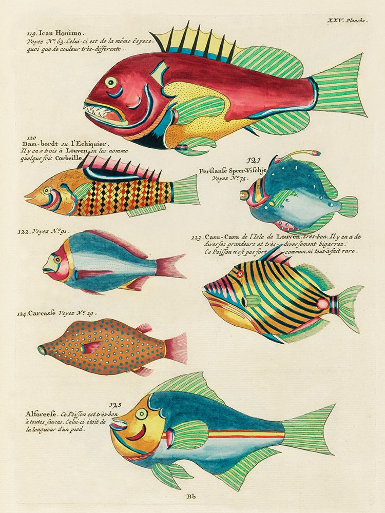 Illustrations of fishes found in Moluccas Indonesia and the East Indies 14 art print by Louis Renard for $57.95 CAD