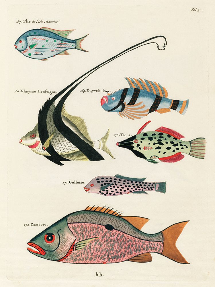 Illustrations of fishes found in Moluccas Indonesia and the East Indies 15 art print by Louis Renard for $57.95 CAD