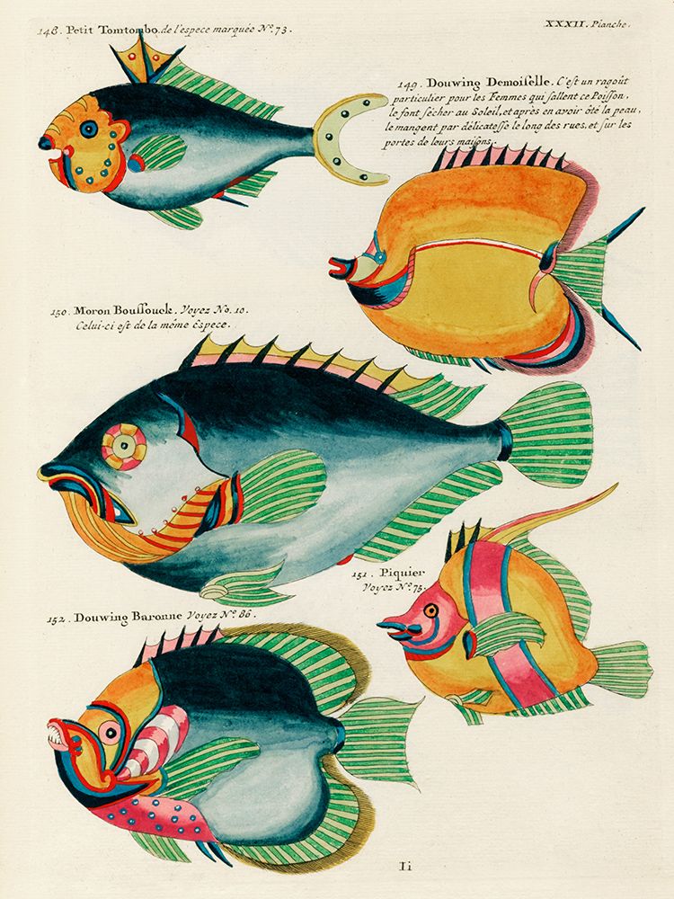 Illustrations of fishes found in Moluccas Indonesia and the East Indies 16 art print by Louis Renard for $57.95 CAD
