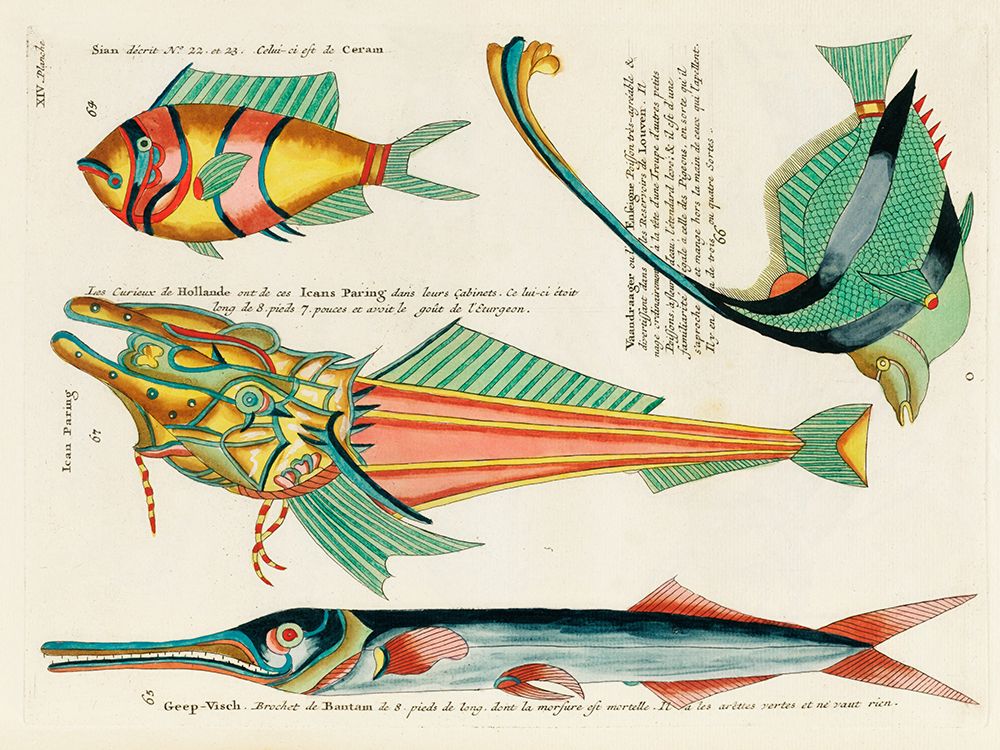 Illustrations of fishes found in Moluccas Indonesia and the East Indies 17 art print by Louis Renard for $57.95 CAD