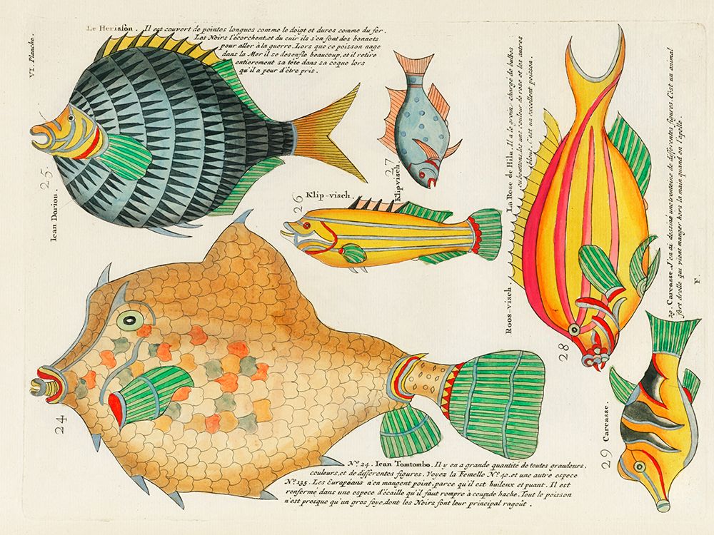 Illustrations of fishes found in Moluccas Indonesia and the East Indies 18 art print by Louis Renard for $57.95 CAD