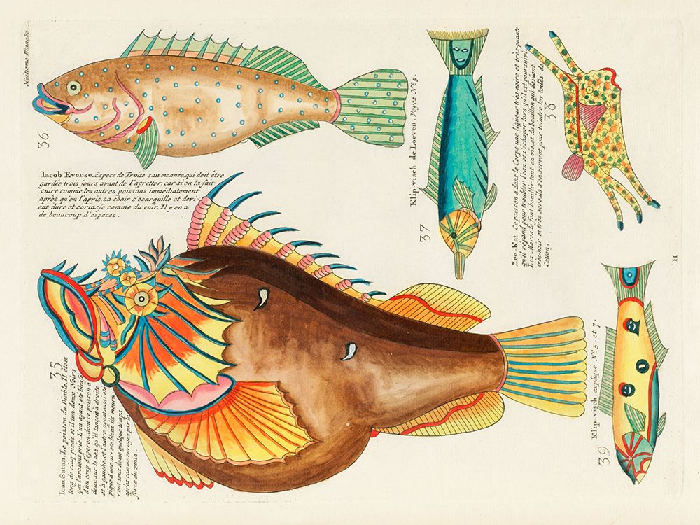 Illustrations of fishes found in Moluccas Indonesia and the East Indies 19 art print by Louis Renard for $57.95 CAD