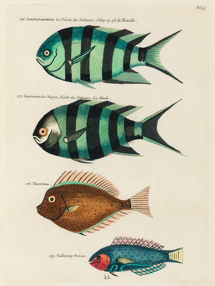 Illustrations of fishes found in Moluccas Indonesia and the East Indies 22 art print by Louis Renard for $57.95 CAD