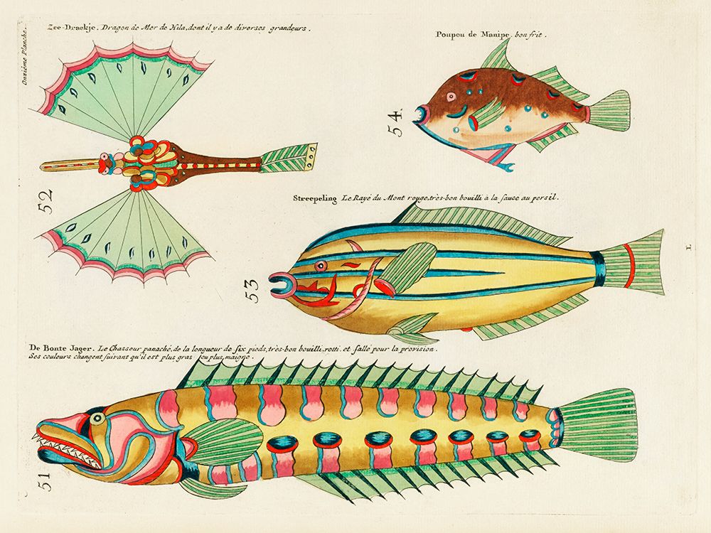 Illustrations of fishes found in Moluccas Indonesia and the East Indies 24 art print by Louis Renard for $57.95 CAD