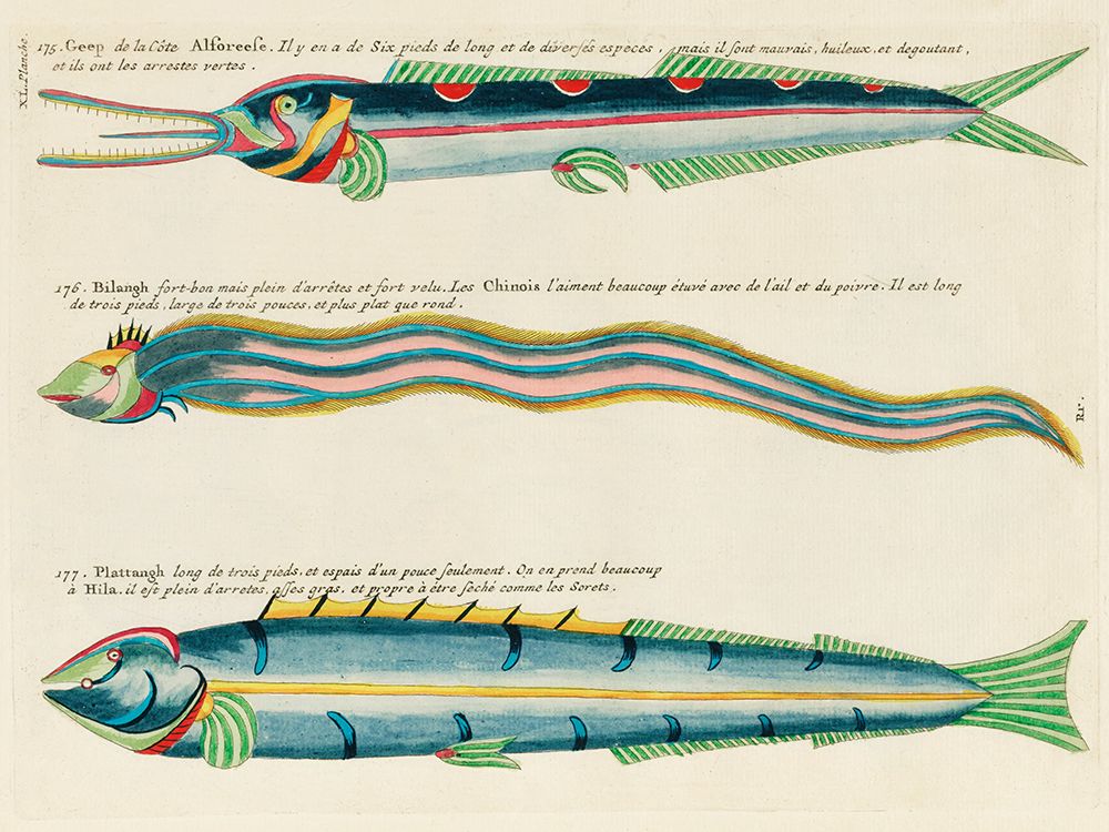 Illustrations of fishes found in Moluccas Indonesia and the East Indies 25 art print by Louis Renard for $57.95 CAD