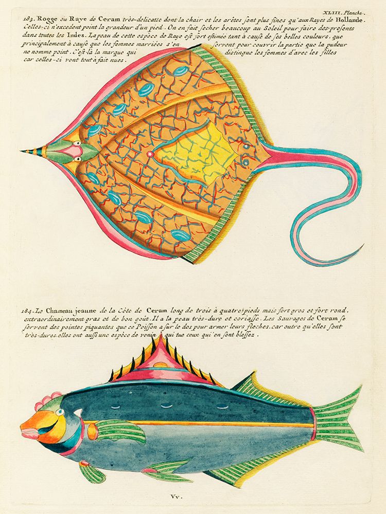 Illustrations of fishes found in Moluccas Indonesia and the East Indies 28 art print by Louis Renard for $57.95 CAD
