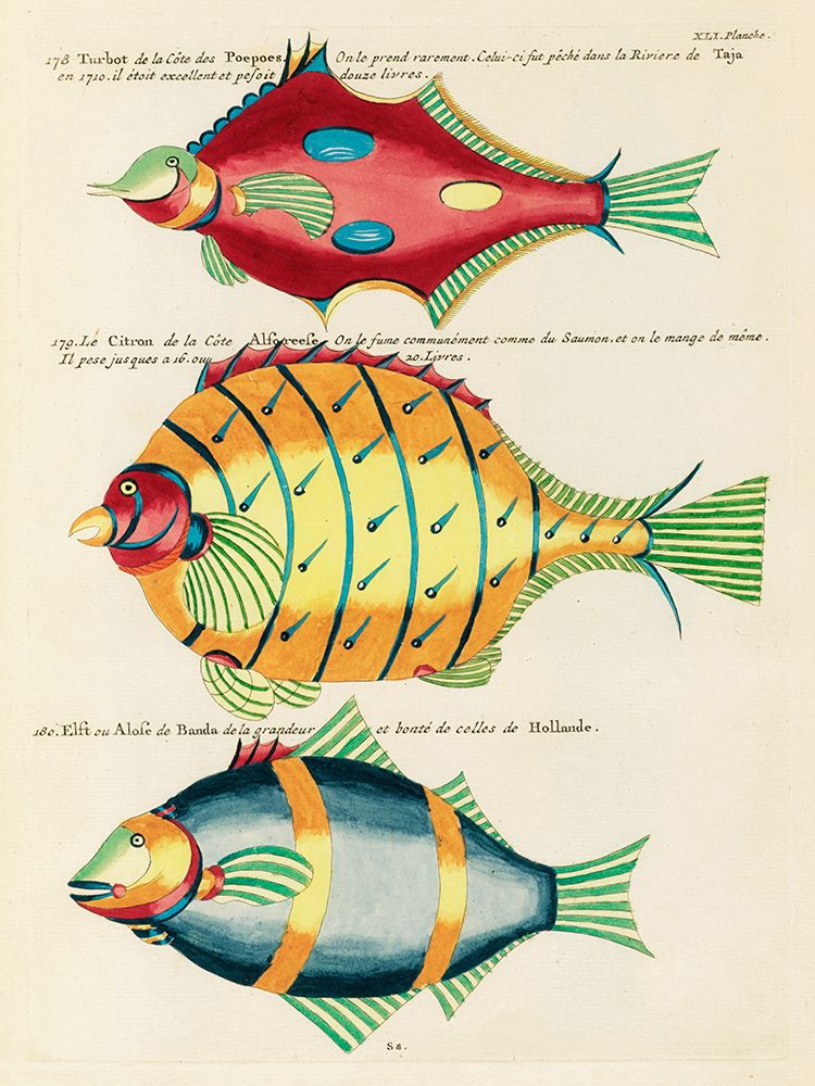Illustrations of fishes found in Moluccas Indonesia and the East Indies 29 art print by Louis Renard for $57.95 CAD
