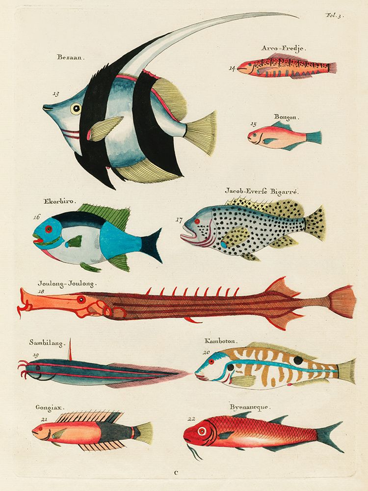Illustrations of fishes found in Moluccas Indonesia and the East Indies 30 art print by Louis Renard for $57.95 CAD